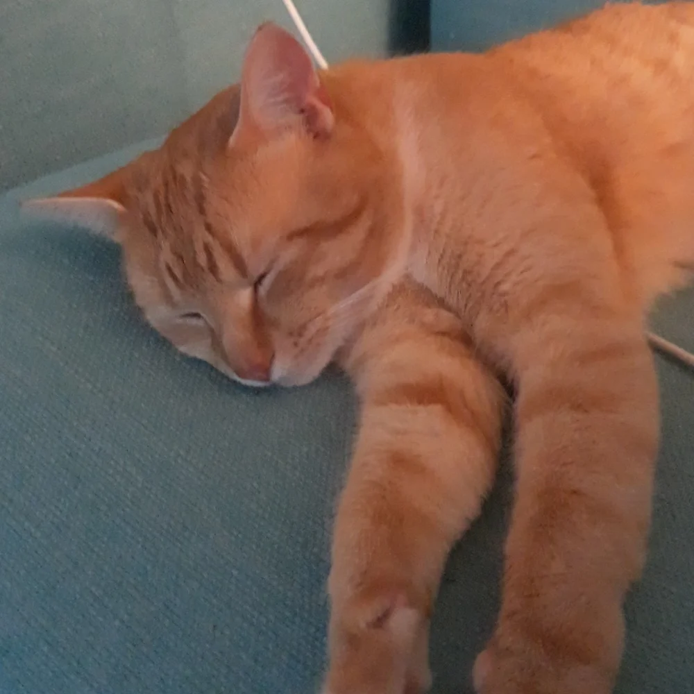 Save the cats